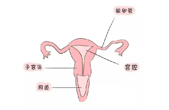 <b>子宫偏小可以做试管吗 子宫偏小能怀孕吗？</b>