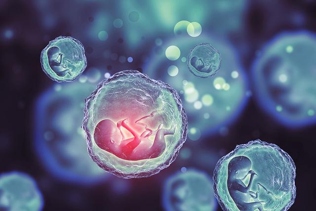 如何培养胚胎？