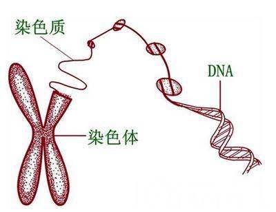 <b>染色体有问题能生孩子吗？</b>