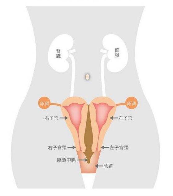 <b>双子宫女性得子宫腺肌症到底切不切？</b>