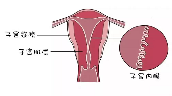 <b>子宫内膜薄是怎样干扰胚胎着床的？</b>