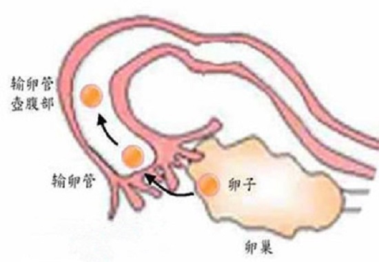 <b>输卵管堵塞还会排卵吗？</b>