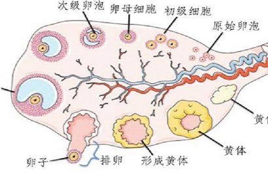 <b>卵泡发育不良的原因有哪些？</b>