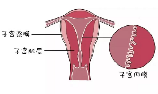 <b>子宫内膜厚度多少才能算正常？</b>