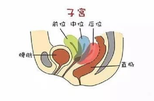 <b>子宫的位置会影响怀孕吗？</b>