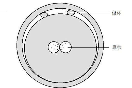 <b>试管婴儿中的异常受精一般是指什么？</b>