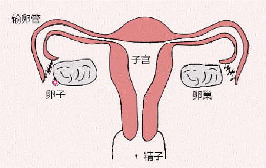 <b>一侧输卵管应该怎么备孕？</b>