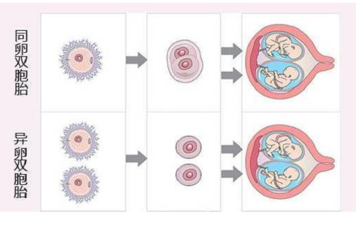 <b>移植一个胚胎也会出现双胞胎吗？</b>