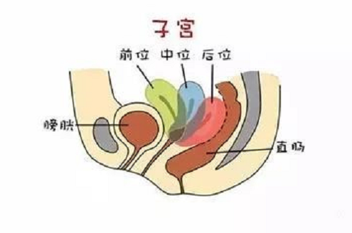 <b>怎样区分子宫前位和子宫后位？</b>