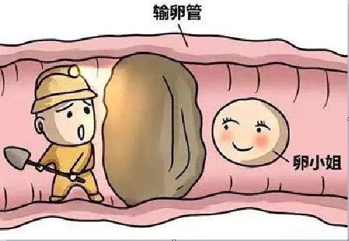 <b>输卵管堵塞和切除后还能怀孕吗？</b>