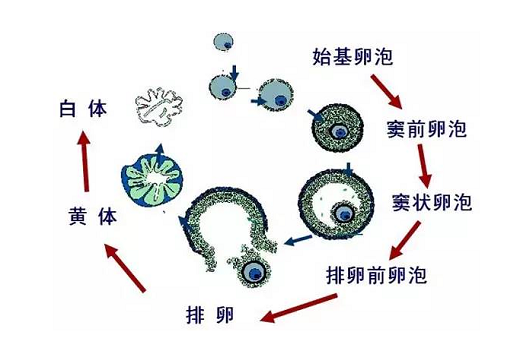 <b>怎样调理卵泡发育不良？</b>