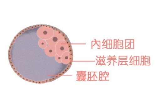 <b>囊胚移植的成功率是多少？</b>