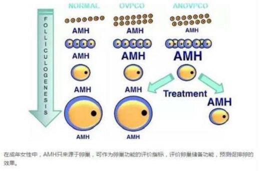 <b>AMH值低代表什么？AMH低还能自然受孕吗？</b>