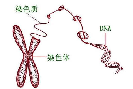 <b>染色体平衡易位可以选择做试管吗？</b>