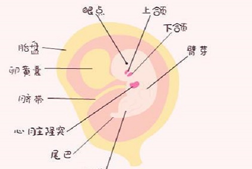 <b>试管移植后胎心胎芽什么时候出现？</b>