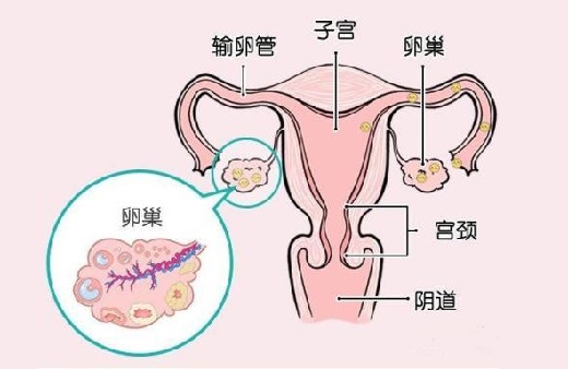 <b>怎么看看自己的卵巢功能好不好？</b>