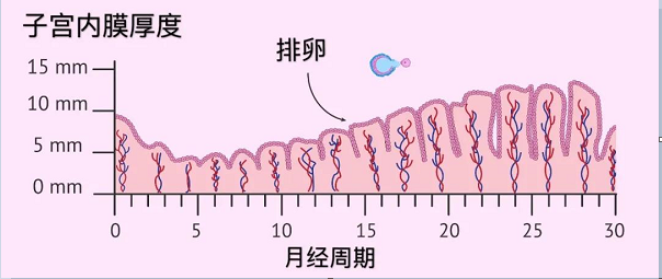 <b>什么样的内膜和卵泡才能提高试管成功率？</b>