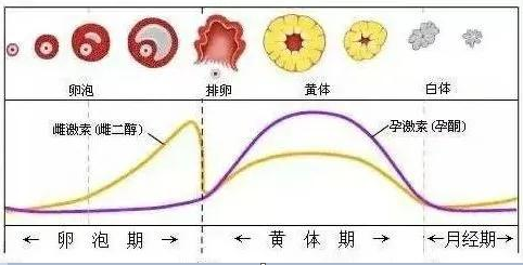 <b>为什么孕酮提前升高就不能鲜胚移植？</b>