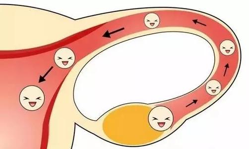 <b>试管婴儿需要检查输卵管吗？</b>