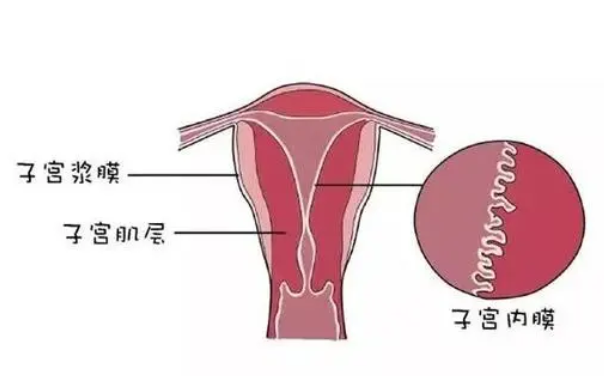 子宫内膜 子宫环境对于做试管的重要性！