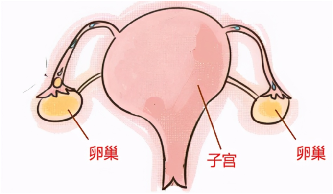 卵巢早衰如何怀孕，卵巢衰退想生孩子