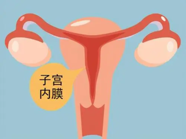 子宫内膜为什么会变薄？子宫内膜的作用