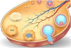 <b>卵巢功能下降的征兆，怎么调理卵巢早衰？</b>