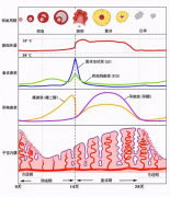 <b>试管移植前的激素值，看看你达标了吗？</b>