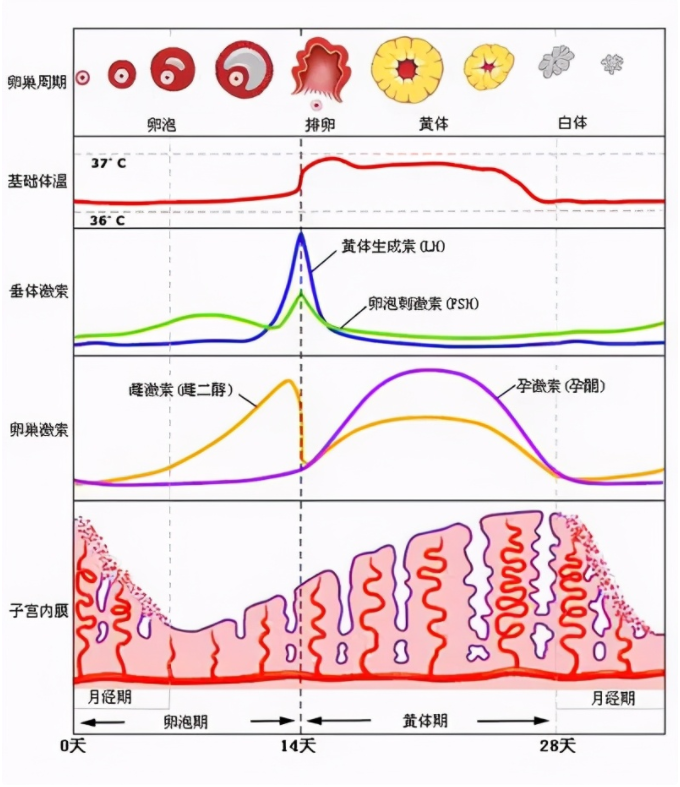 试管移植前的激素值，看看你达标了吗？