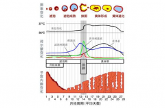 <b>知道自己什么时候排卵，主要看这几点</b>