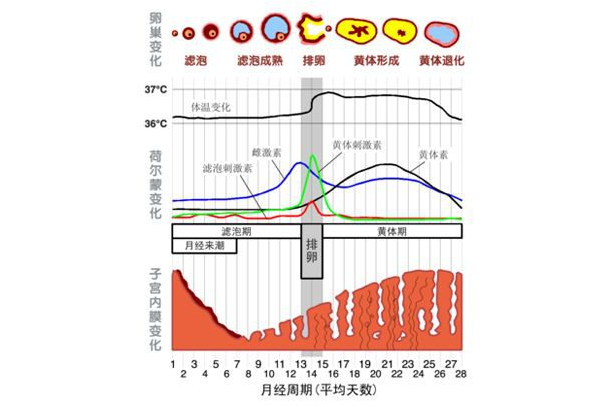 知道自己什么时候排卵，主要看这几点