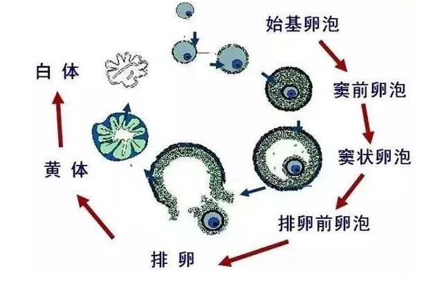 关于备孕的知识点，帮你一击就中