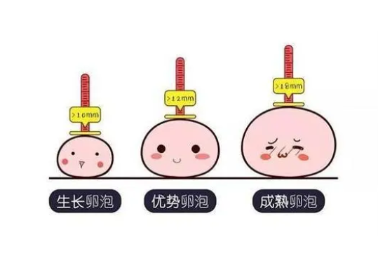 卵泡数量会影响试管成功率吗？