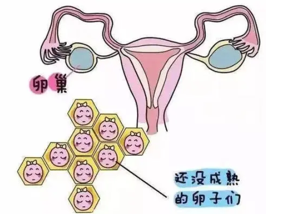 卵泡发育不好可以做试管吗 卵泡发育不好怎么办