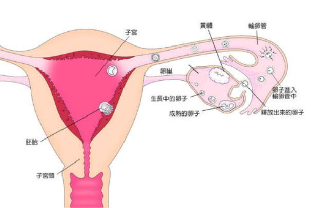 什么是子宫内膜薄？子宫内膜厚度的周期变化