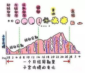 卵泡发育不良很糟心，可能是这7个因素引起的