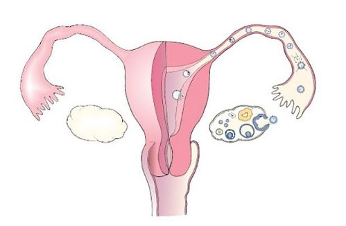 卵泡发育不良很糟心，可能是这7个因素引起的