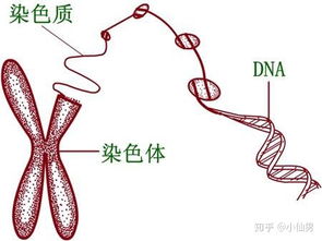 为什么健康的我们，却出现染色体异常的胚胎？