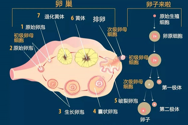 卵子质量不好，男人再努力也没用！