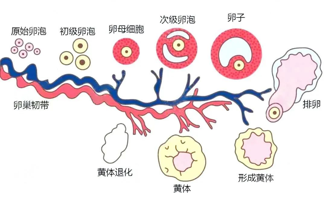 6个意想不到的卵巢冷知识