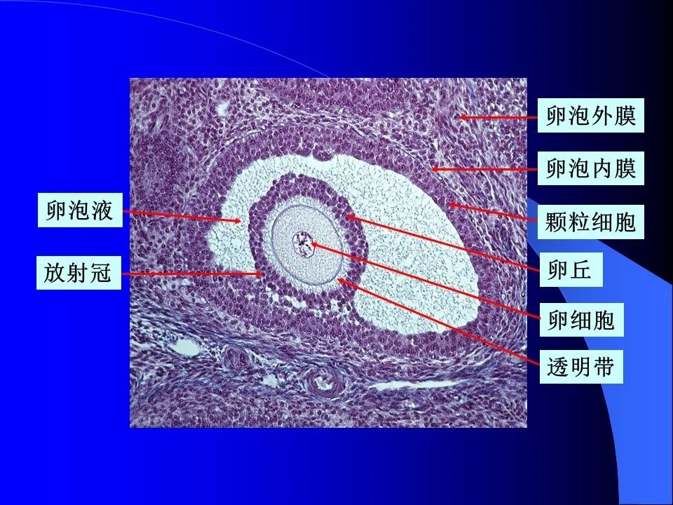 如何通过饮食帮助多囊患者卵泡发育？