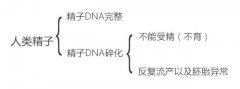 <b>精子碎了，孩子没了——这份精子DNA碎片调理改善方案请收好</b>