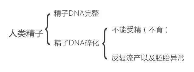 精子碎了，孩子没了——这份精子DNA碎片调理改善方案请收好