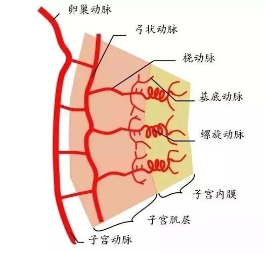 胎心胎芽都出现了，为什么还是遭遇了胎停？