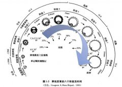 <b>试管备孕| 你了解窦卵泡计数(AFC)吗?</b>