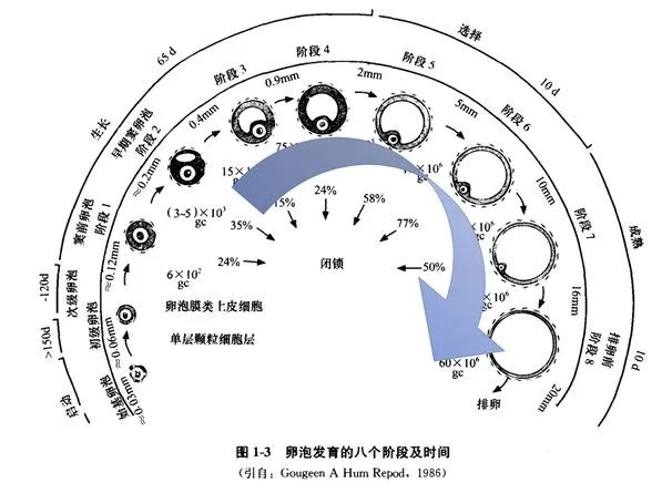 试管备孕| 你了解窦卵泡计数(AFC)吗?