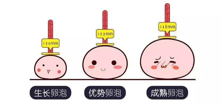 多大的卵泡排卵才能怀孕？