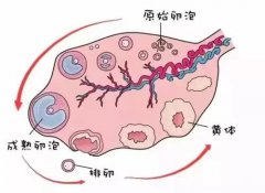 <b>多大的卵泡排卵才能怀孕？</b>