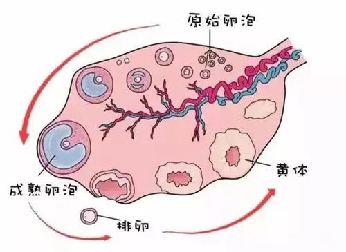 多大的卵泡排卵才能怀孕？