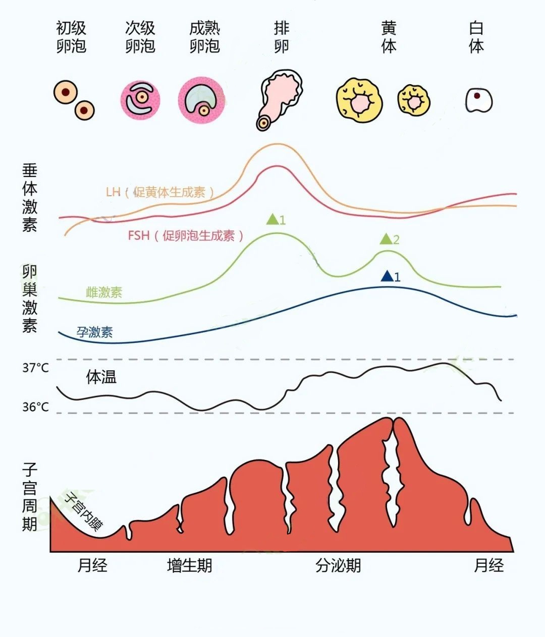 遭受「痛经」折磨的你，这些都知道吗？